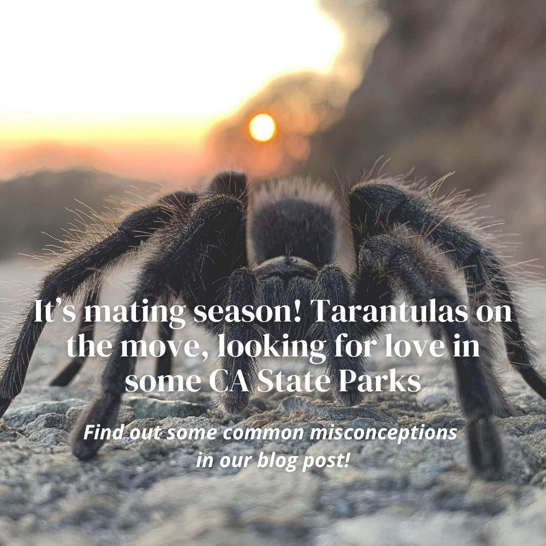 It's Mating Season! Tarantulas looking for love!
